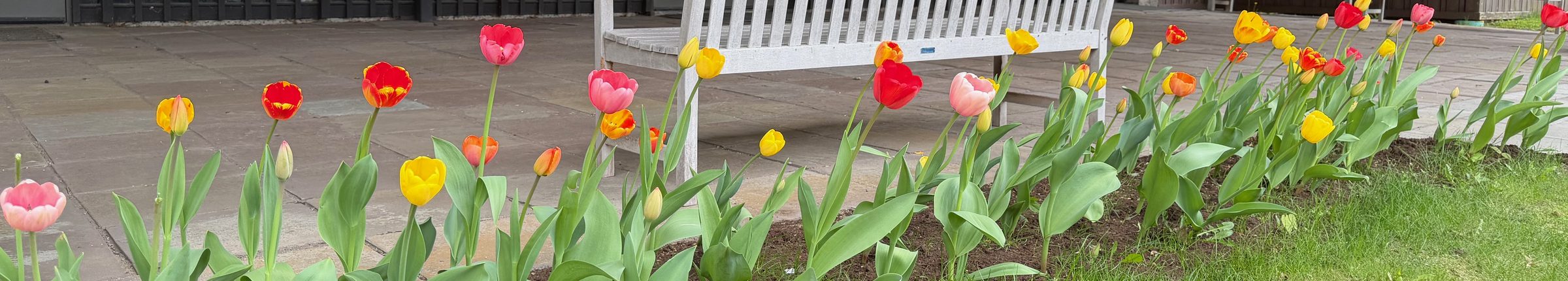Tulips blooming on the Trinity Church grounds